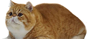 exotic cat
